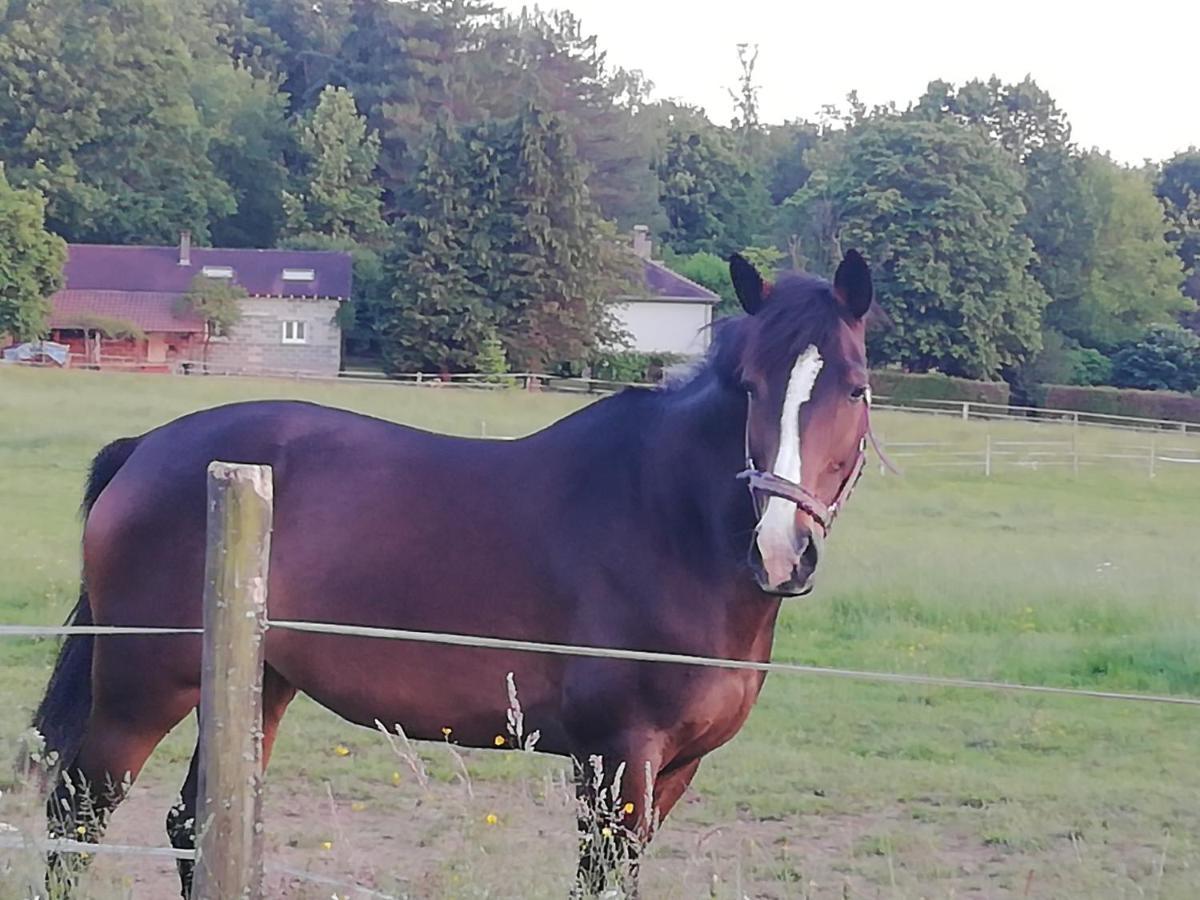 Maison Du Cheval Bed & Breakfast *